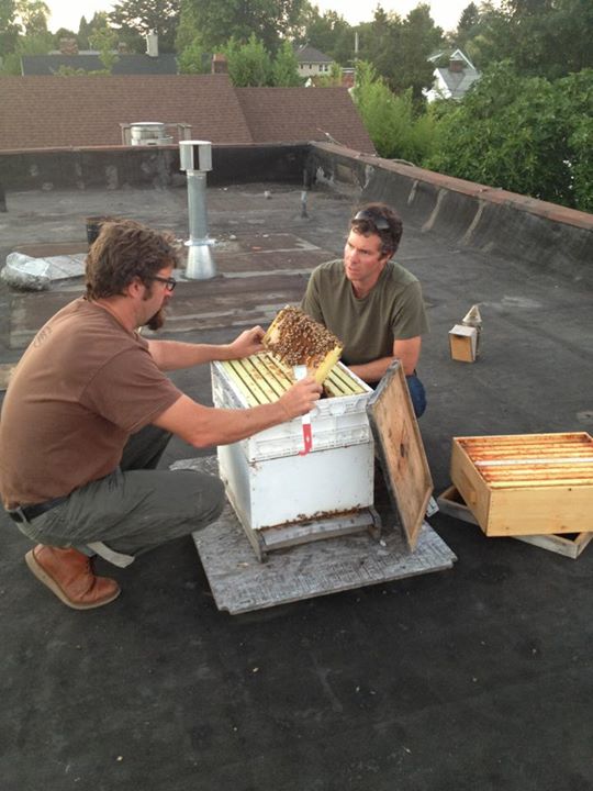 Urban beekeeping