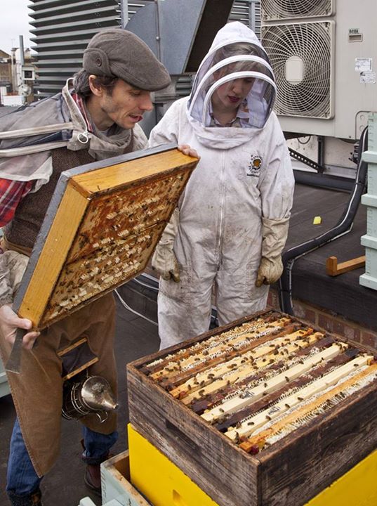 Urban beekeeping