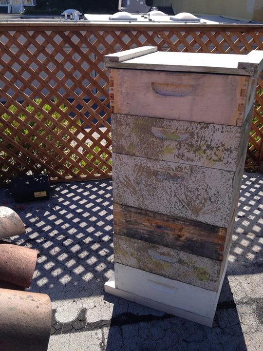 Urban beekeeping