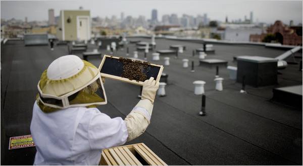 Urban beekeeping