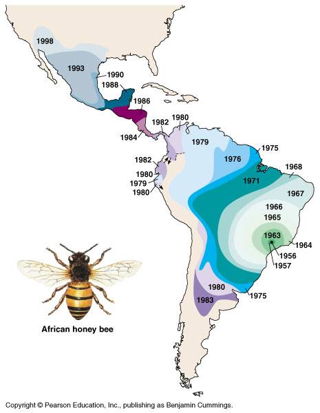 Afrikanizovaná včela