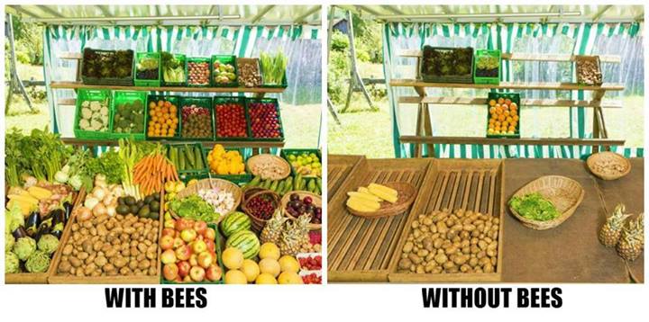 Svět bez včel